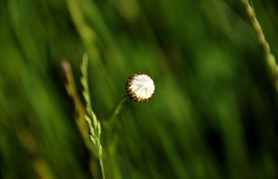Close-up of flower growing outdoors