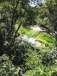 Scenic view of lake in forest