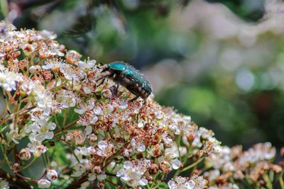 Close-up of insect on flower rose chafer beetle 