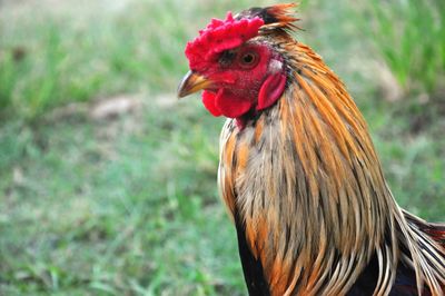 Close-up of rooster on field