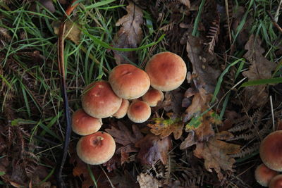 Close-up of mushroom growing on field