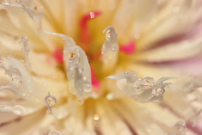 Close-up of water drops on rose