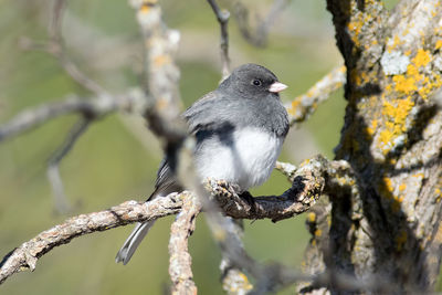 Close-up of a bird perching on branch