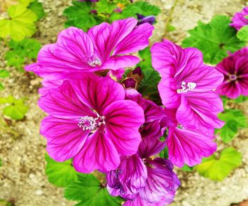 High angle view of pink flowering plant