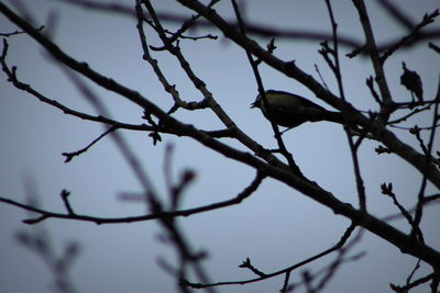 Low angle view of bird perching on tree against sky