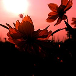 Close-up of orange flowering plant against sky during sunset