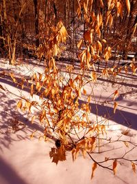 Close-up of tree during winter