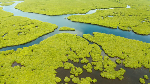 Mangrove green forests with rivers and channels on the tropical island. mangrove landscape.