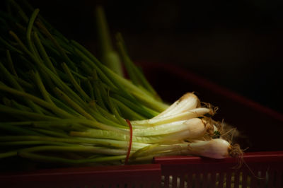 Close-up of bread on table against black background