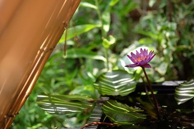 Close-up of flowers