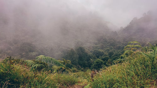 nature
