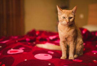 Portrait of cat sitting on table