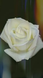 Close-up of white rose