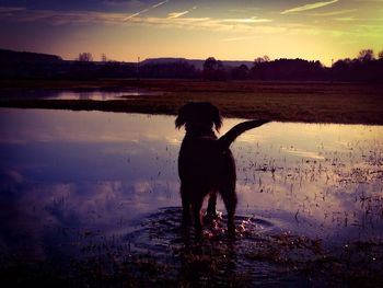 Rear view of dog on lake by field against sky during sunset