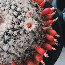 High angle view of cactus plant