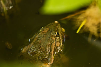 Close-up of frog in water