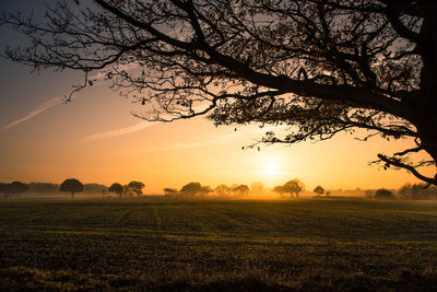 Silhouette tree in field against sky during sunset