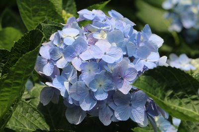 Close-up of purple hydrangea flowers