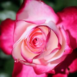 Close-up of pink rose