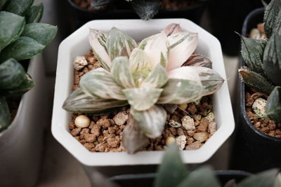 High angle view of potted plant