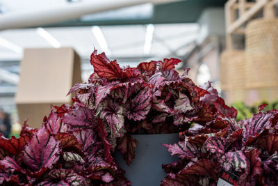 Close-up of red flowering plant