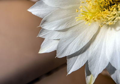 Close-up of white flowering plant