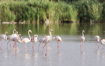Flamingos standing in lake against plants