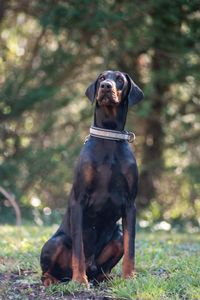 Portrait of dog standing on field
