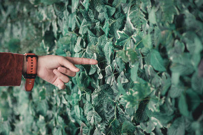 Close-up of hand touching plants