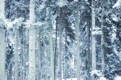 Full frame shot of frozen trees