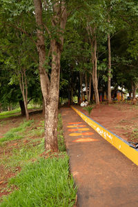 Trees in park