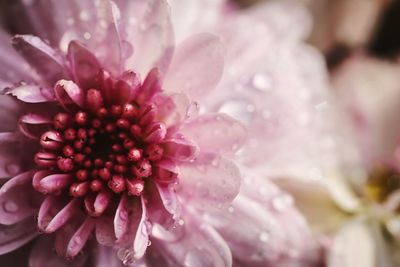 Close-up of pink flower