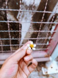 Close-up of hand holding small flower against metal grate