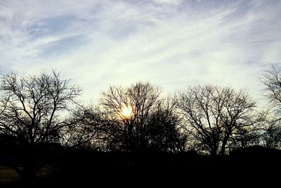 Silhouette of trees at sunset