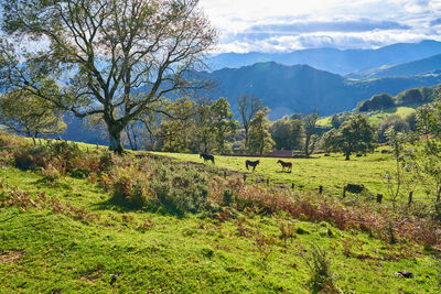 Scenic view of field against sky