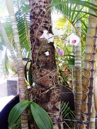 Close-up of pink flowering plant