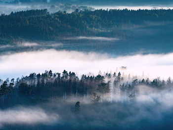 Misty foggy autumn landscape with sharp treetops and dark blue hills in forest. misty  valley
