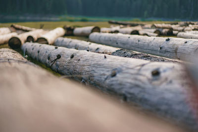 Close-up of wood in forest