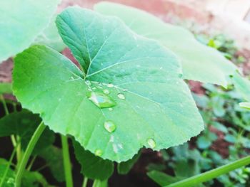 Close-up of water drops on leaf