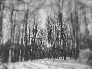 Close-up of bare trees during winter