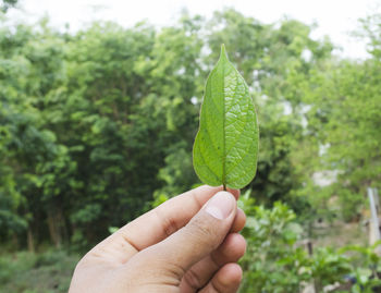 Close-up of hand holding plant