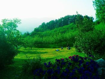 Scenic view of grassy field against sky