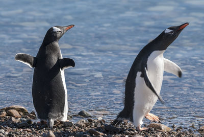 Penguin swimming in lake