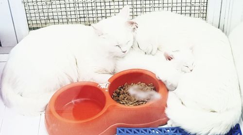 High angle view of cat in bowl