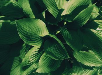 Full frame shot of green leaves