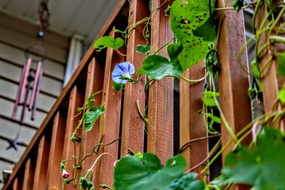 Low angle view of plant hanging outdoors