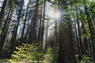 Sunlight streaming through trees in forest