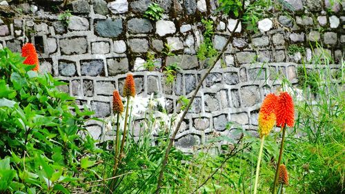 Close-up of flowers blooming outdoors