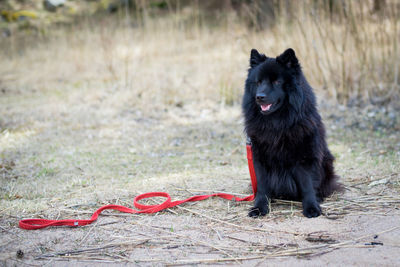 Portrait of black dog on field