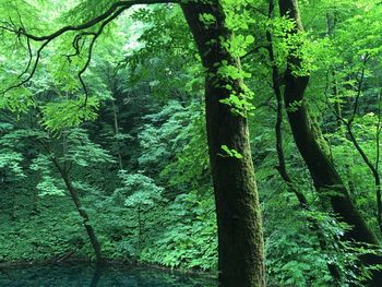 View of trees in forest